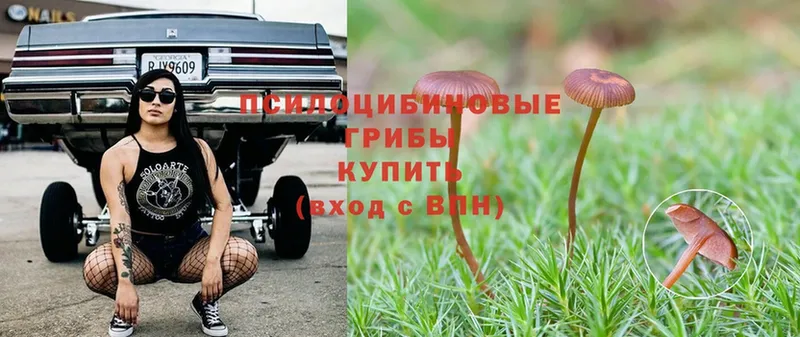 blacksprut ТОР  Высоцк  Псилоцибиновые грибы Psilocybe  купить наркотик 